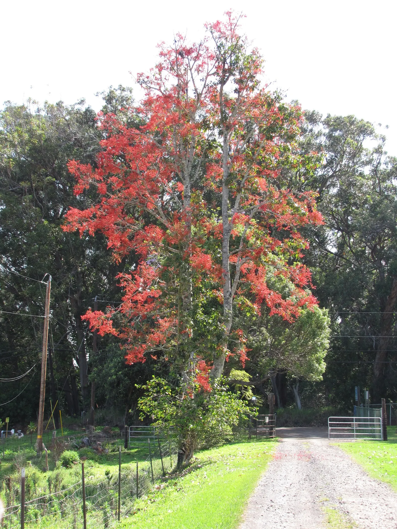 Flame Tree (Brachychiton Acerifolius) — losing leaves prior to blooming; grows to an impressive height ranging from 30 to 60 feet with a canopy, image 81