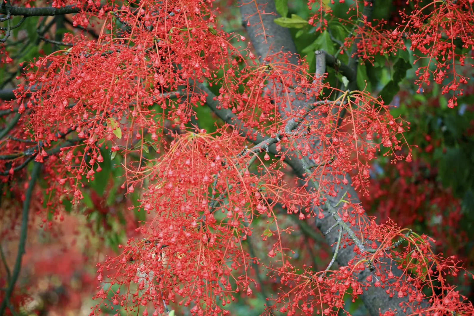 Flame Tree (Brachychiton Acerifolius) — ensuring a captivating display that will enchant onlookers for years to come; brachychiton acerifolius, the, image 72