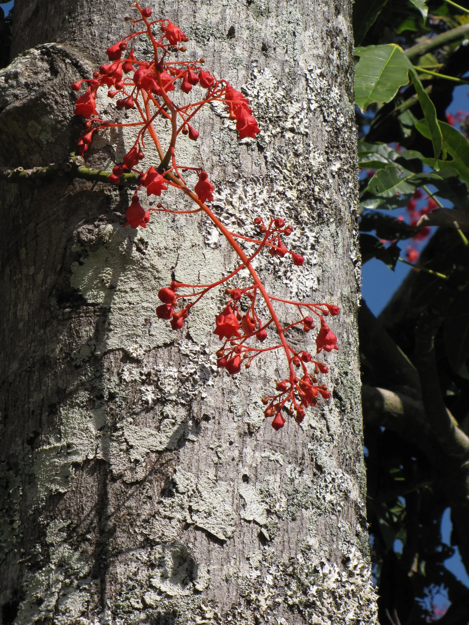 Flame Tree (Brachychiton Acerifolius) — red flowers in the garden; it requires full sun and moderate watering
