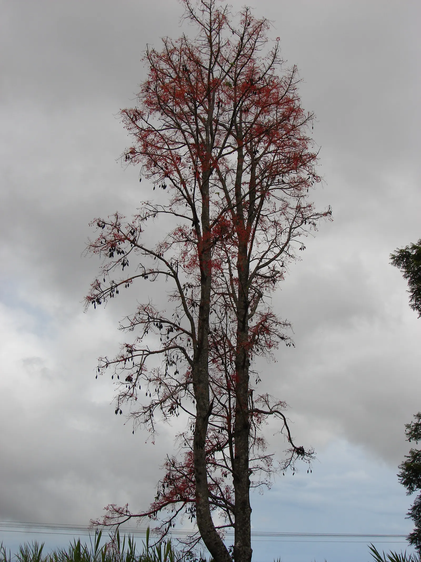 Flame Tree (Brachychiton Acerifolius) — When placing the Flame Tree in a design; renowned for its fiery scarlet blooms, image 70