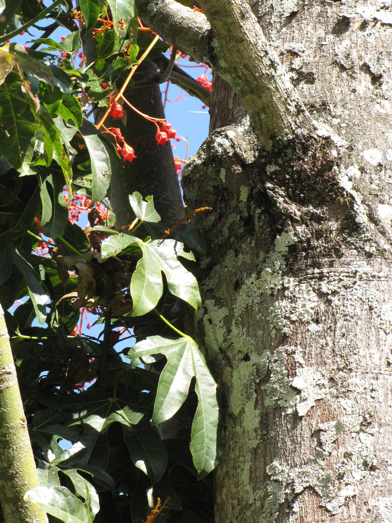 Flame Tree (Brachychiton Acerifolius) — When placing the Flame Tree in a design; renowned for its fiery scarlet blooms