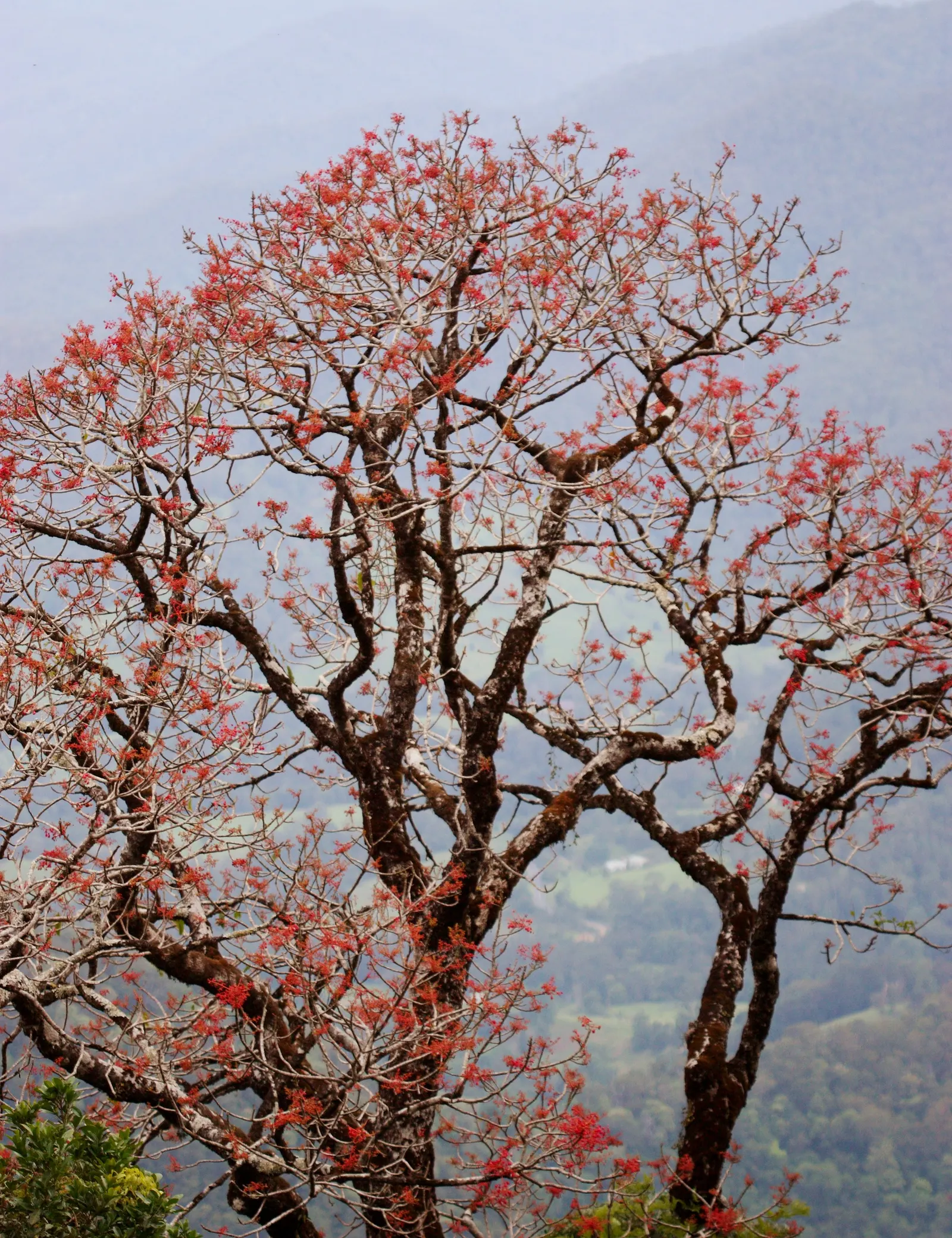 Flame Tree (Brachychiton Acerifolius) — scientifically known as Brachychiton acerifolius; measuring about 1 inch in diameter, image 85