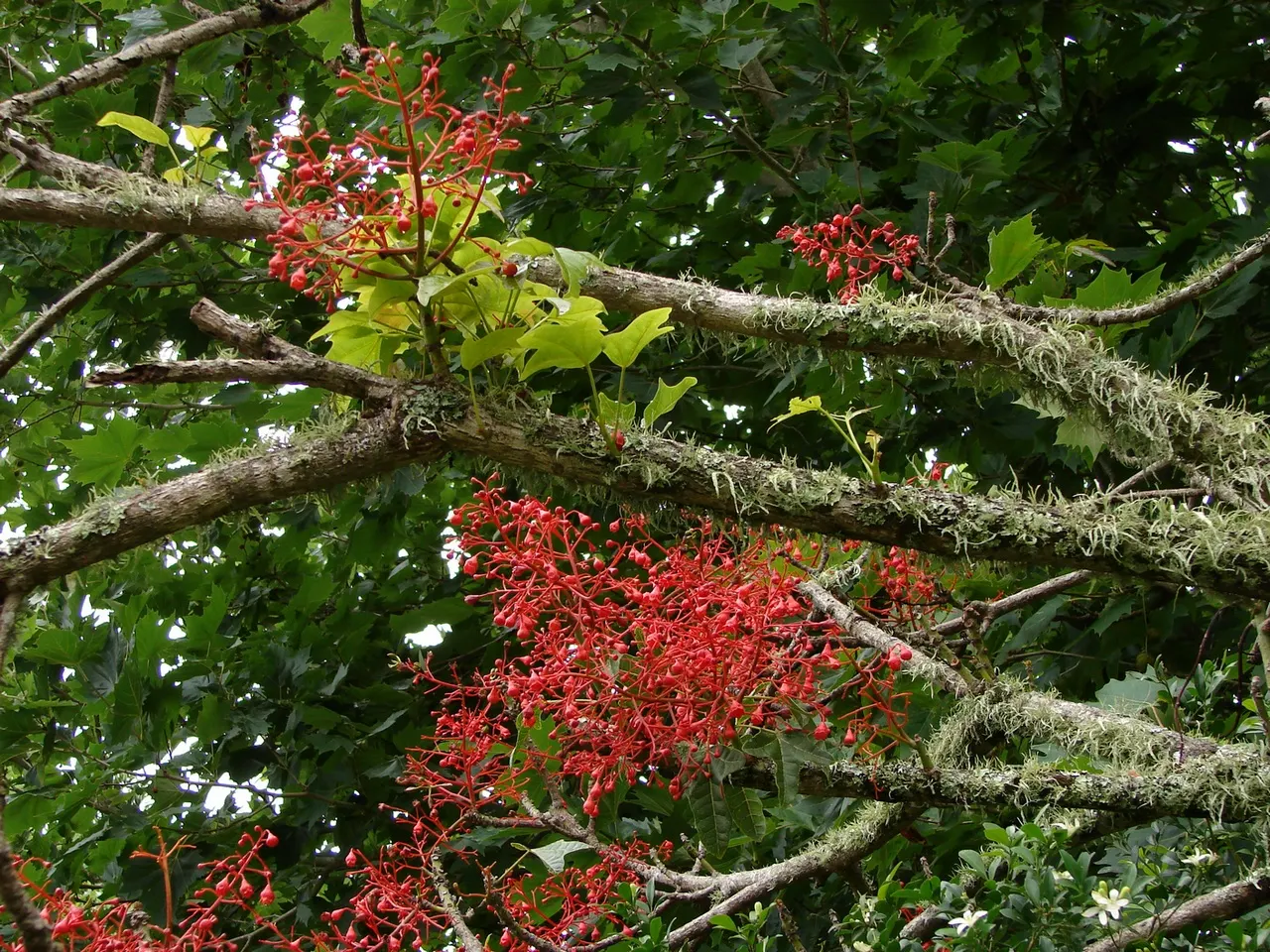 Flame Tree (Brachychiton Acerifolius) — tree for full; ensuring a captivating display that will enchant onlookers for years to come, image 75