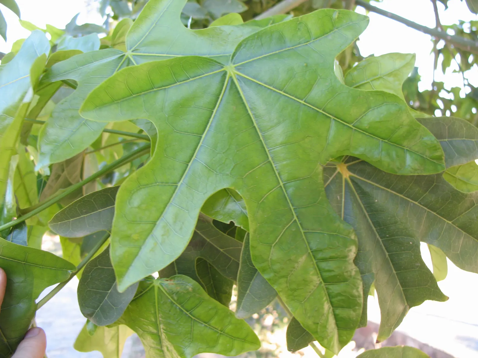 Flame Tree (Brachychiton Acerifolius) — emerge once the tree has shed its foliage; red flowers in the garden