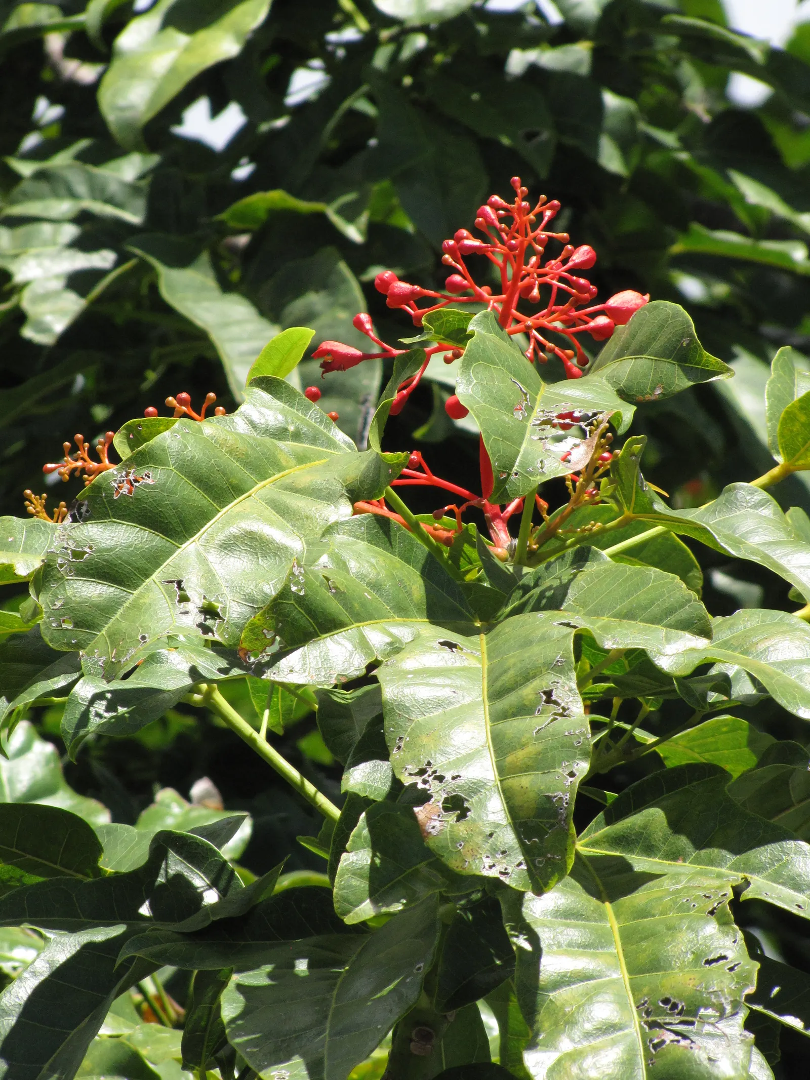 Flame Tree (Brachychiton Acerifolius) — It requires minimal pruning, and in urban settings, it's rarely bothered by pests or diseases; the Flame Tree is
