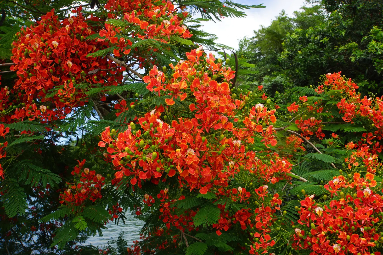 Flame Tree (Brachychiton Acerifolius) — red flowers in the garden; it requires full sun and moderate watering, image 73