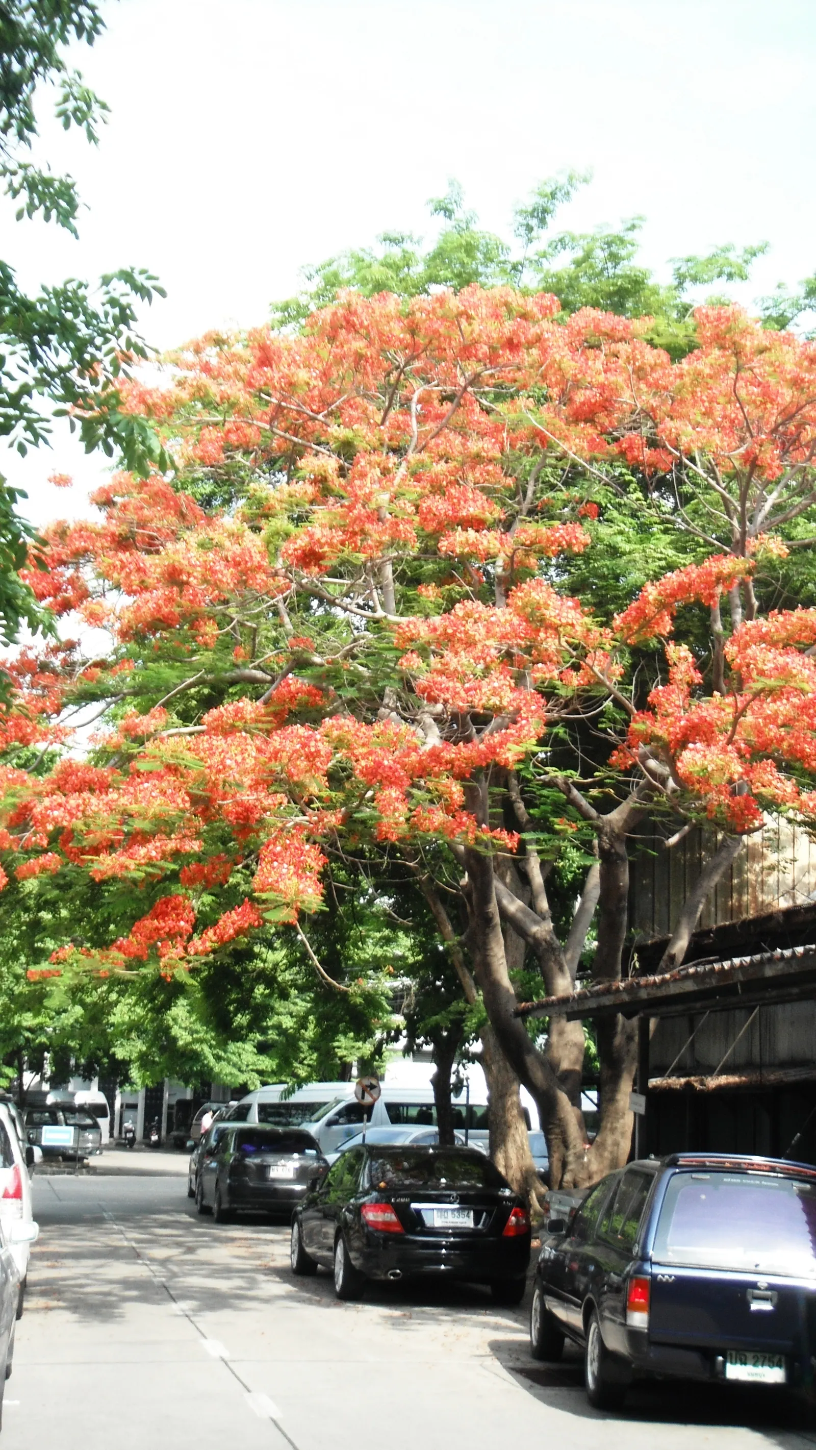 Flame Tree (Brachychiton Acerifolius) — measuring about 1 inch in diameter; this species is versatile