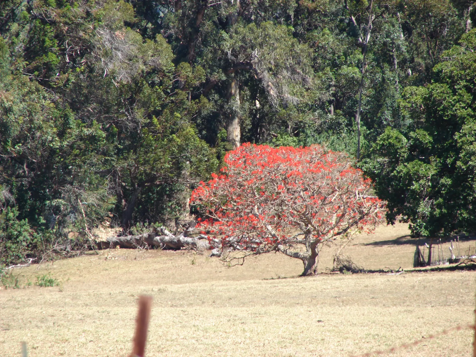 Flame Tree (Brachychiton Acerifolius) — This species is versatile; making it a visually stunning yet low-maintenance choice for temperate landscapes, image 66