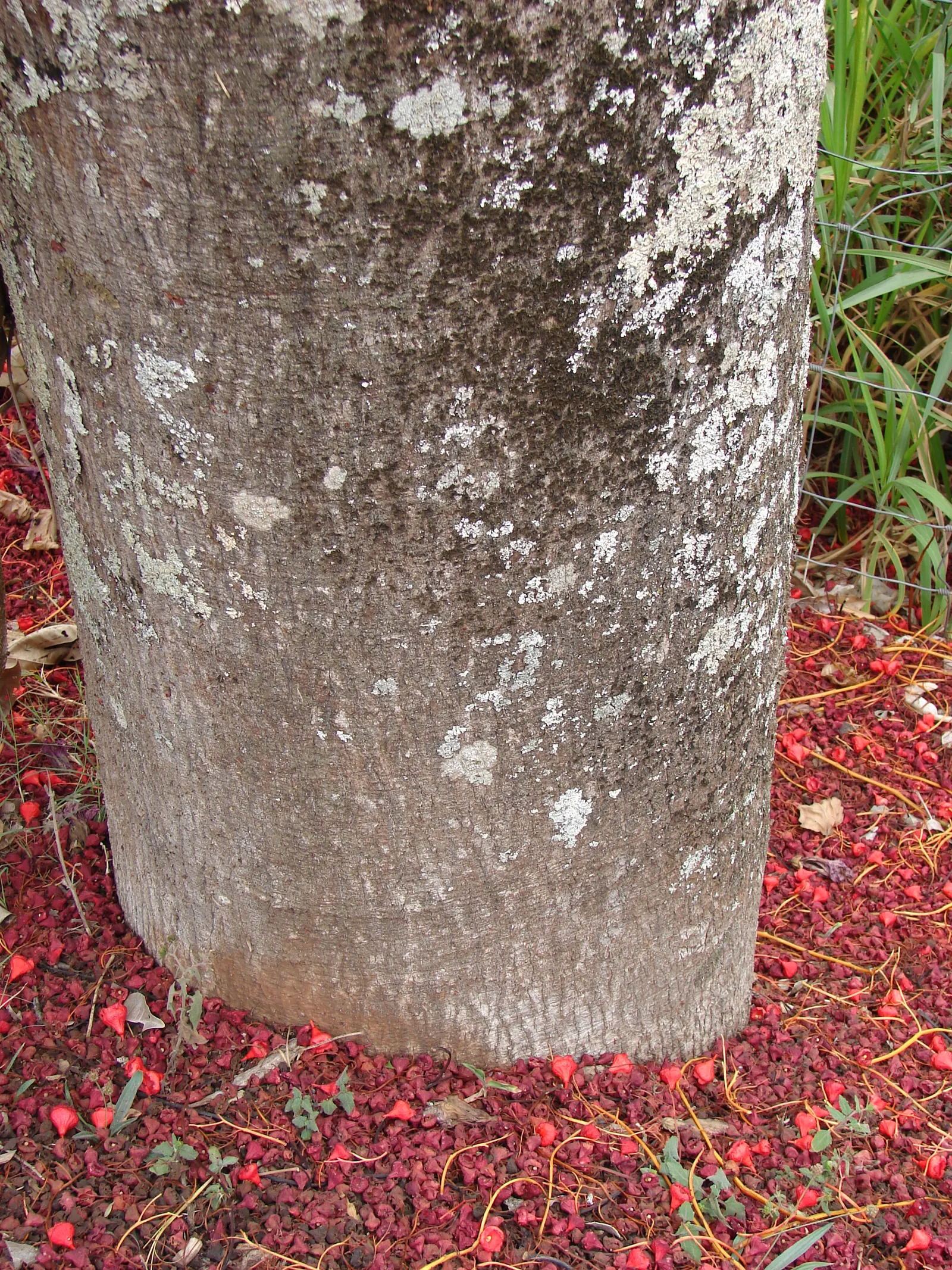 Flame Tree (Brachychiton Acerifolius) — grows to an impressive height ranging from 30 to 60 feet with a canopy spread of approximately 25 to 35, image 64