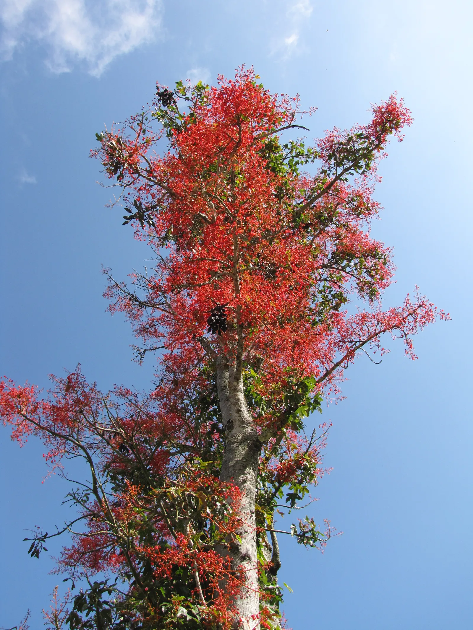 Flame Tree (Brachychiton Acerifolius) — When incorporating this tree into garden designs; its lush green canopy spans roughly 30 feet wide, image 90