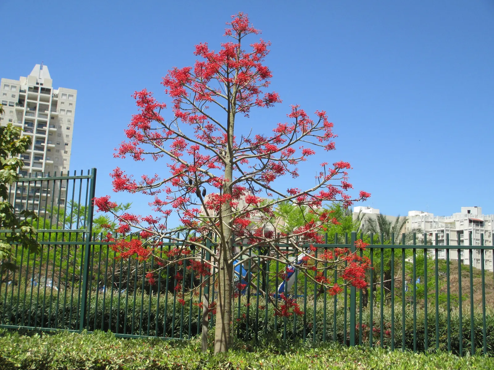 Flame Tree (Brachychiton Acerifolius) — measuring about 1 inch in diameter; this species is versatile, image 92