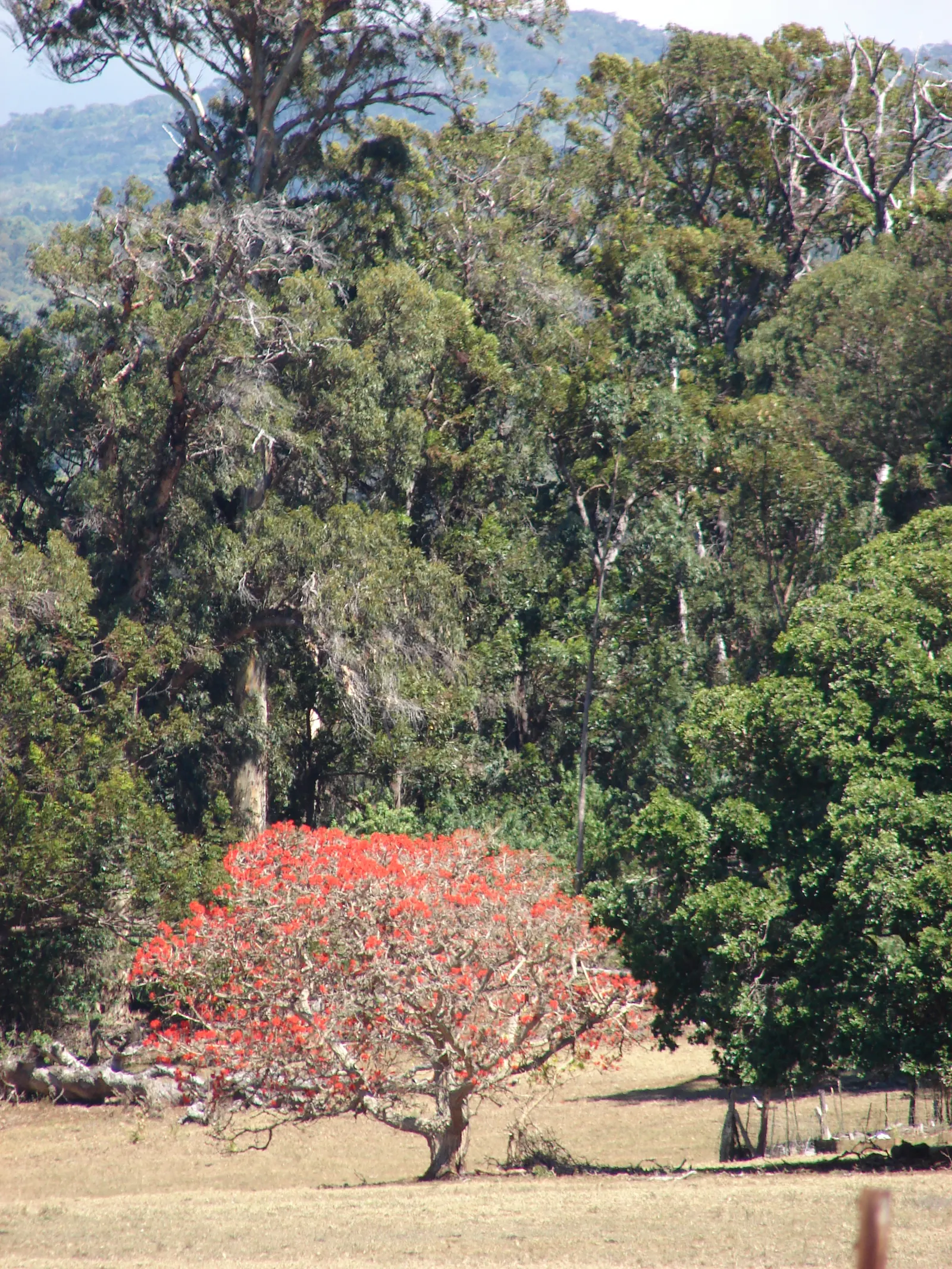 Flame Tree (Brachychiton Acerifolius) — emerge once the tree has shed its foliage; red flowers in the garden, image 93