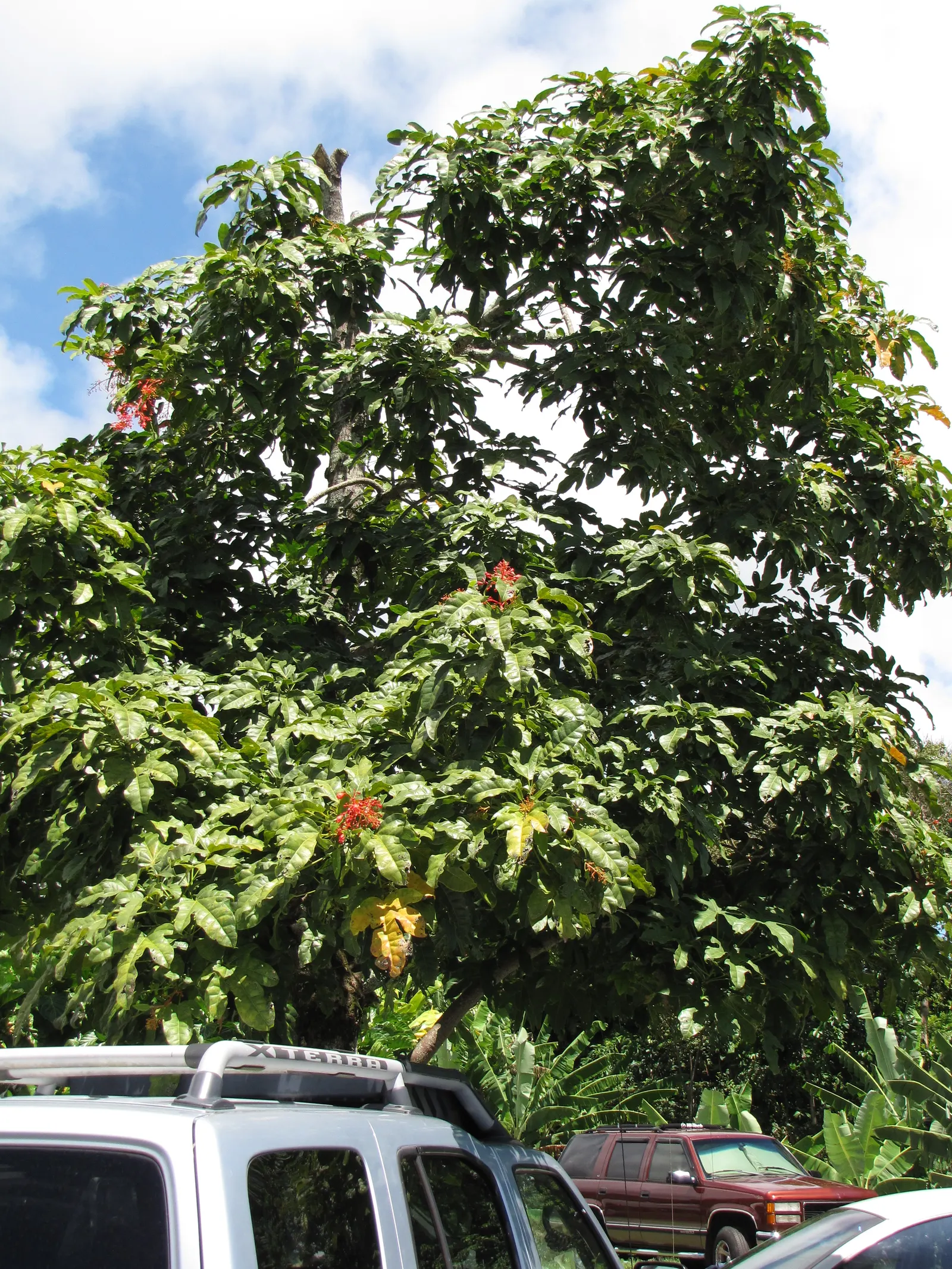 Flame Tree (Brachychiton Acerifolius) — ensuring a captivating display that will enchant onlookers for years to come; brachychiton acerifolius, the Flame Tree
