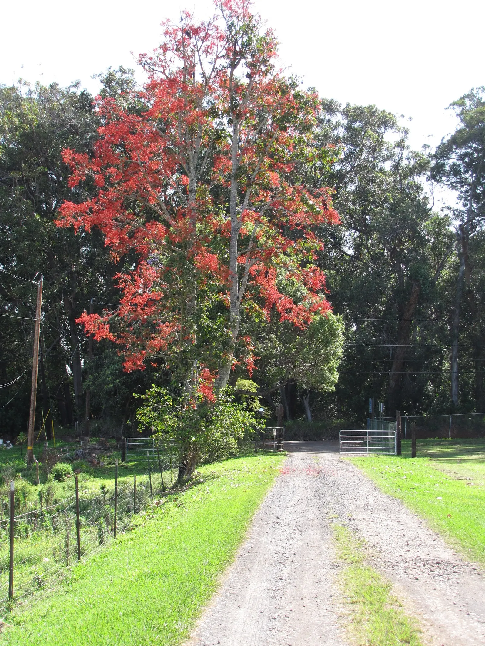 Flame Tree (Brachychiton Acerifolius) — It requires minimal pruning, and in urban settings, it's rarely bothered by pests or diseases; the Flame, image 94