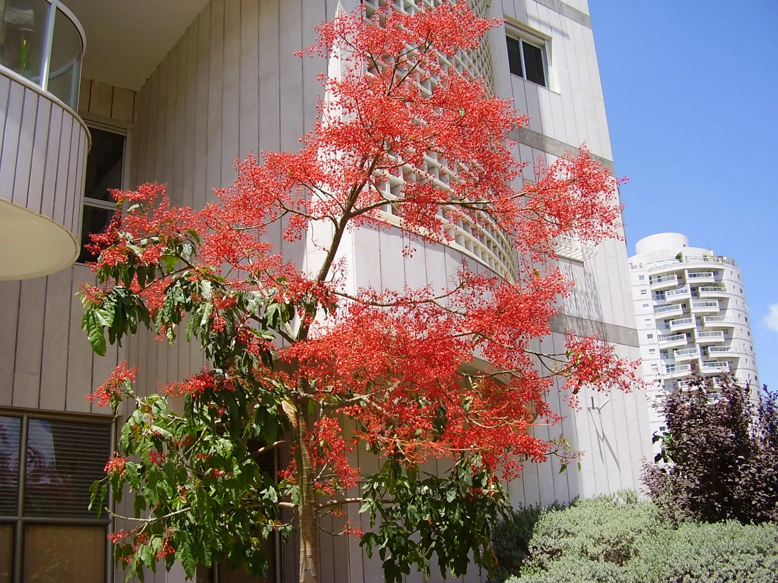 Flame Tree (Brachychiton Acerifolius) — the Flame Tree is deciduous; adaptable to various soils, image 55