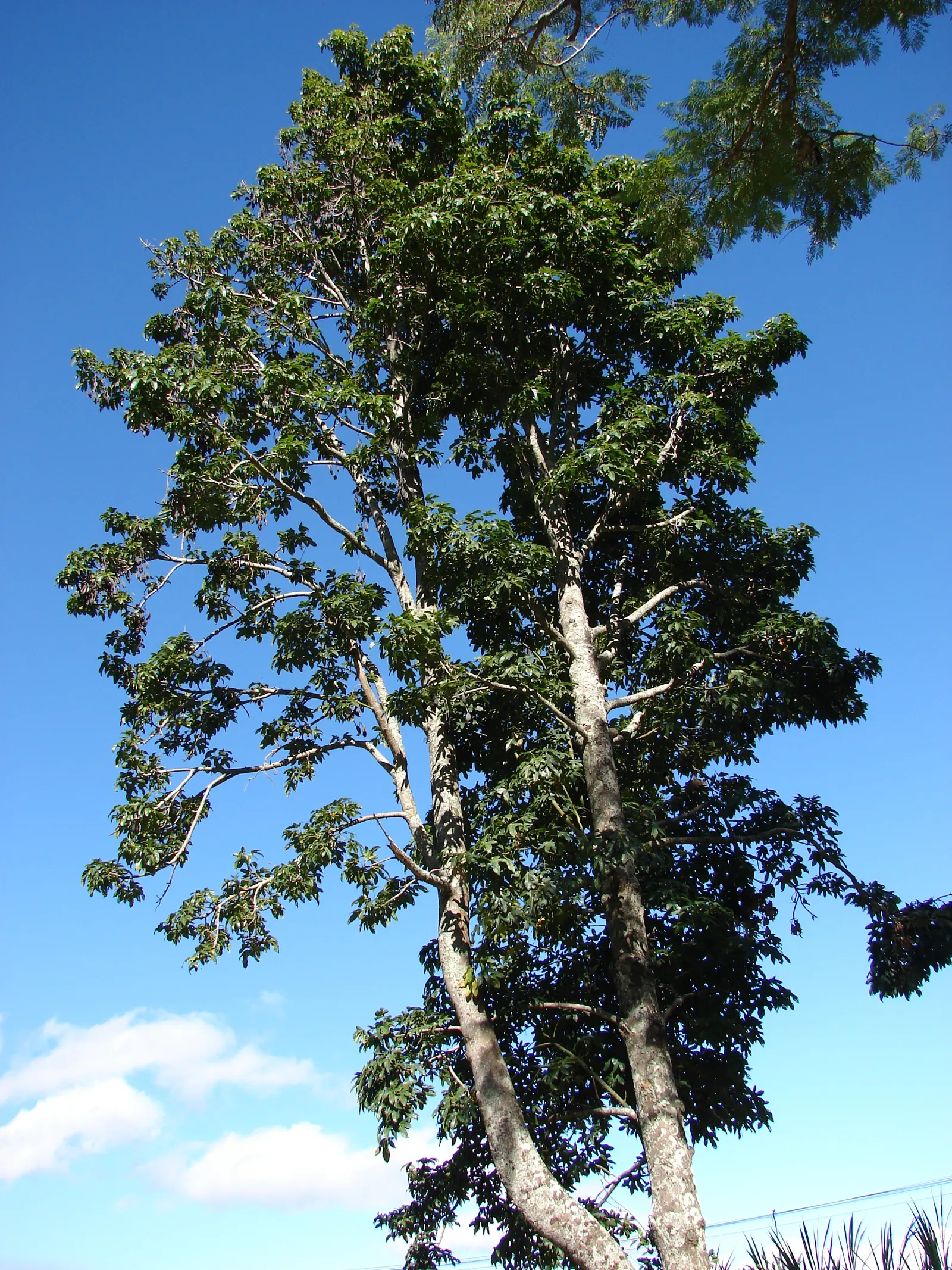Flame Tree (Brachychiton Acerifolius) — measuring about 1 inch in diameter; this species is versatile, image 67