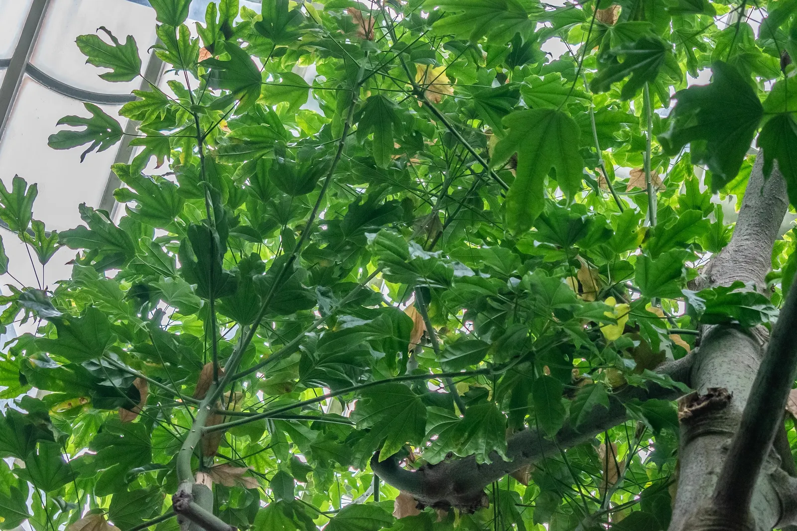 Flame Tree (Brachychiton Acerifolius) — This species is versatile; making it a visually stunning yet low-maintenance choice for temperate landscapes