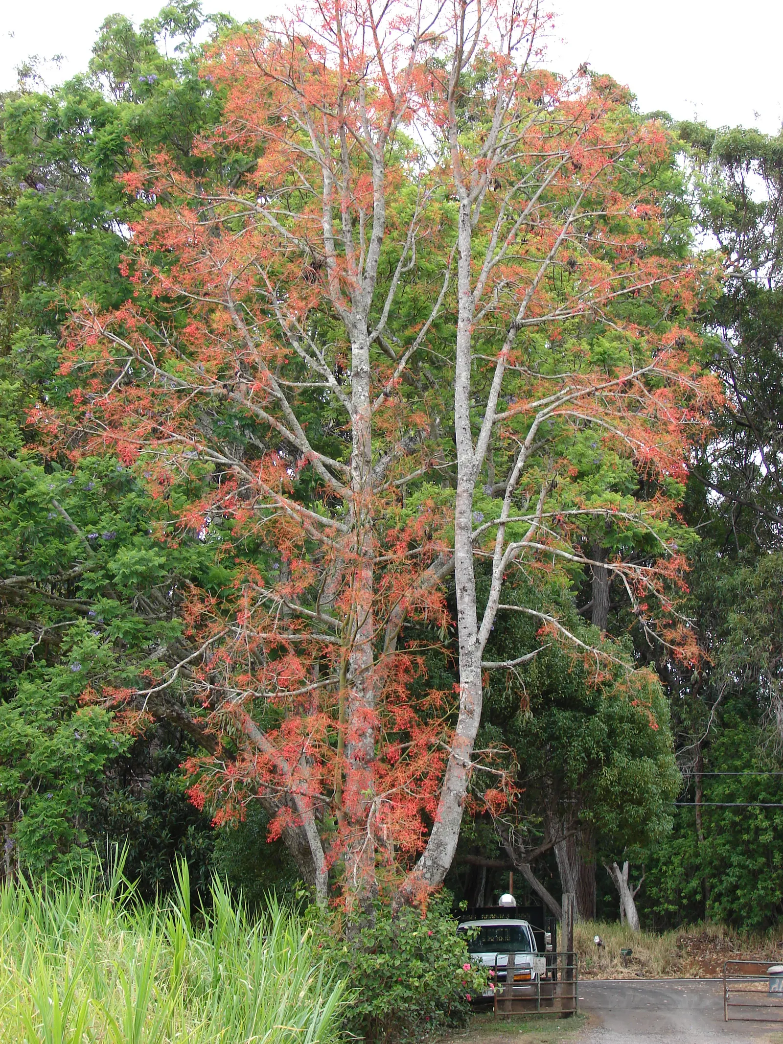 Flame Tree (Brachychiton Acerifolius) — renowned for its fiery scarlet blooms; losing leaves prior to blooming, image 62
