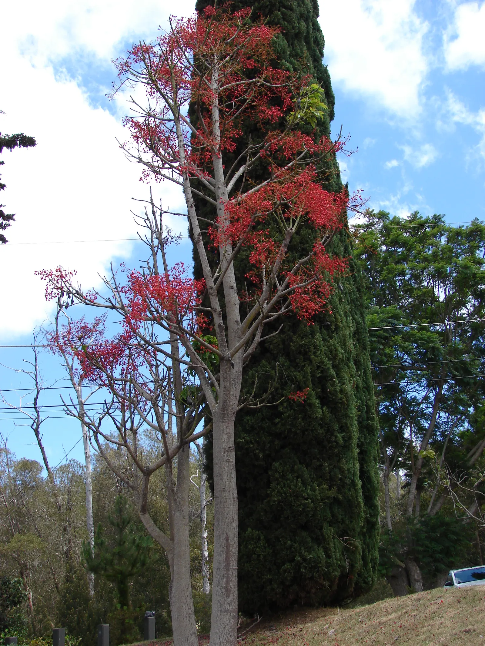 Flame Tree (Brachychiton Acerifolius) — emerge once the tree has shed its foliage; red flowers in the garden, image 68