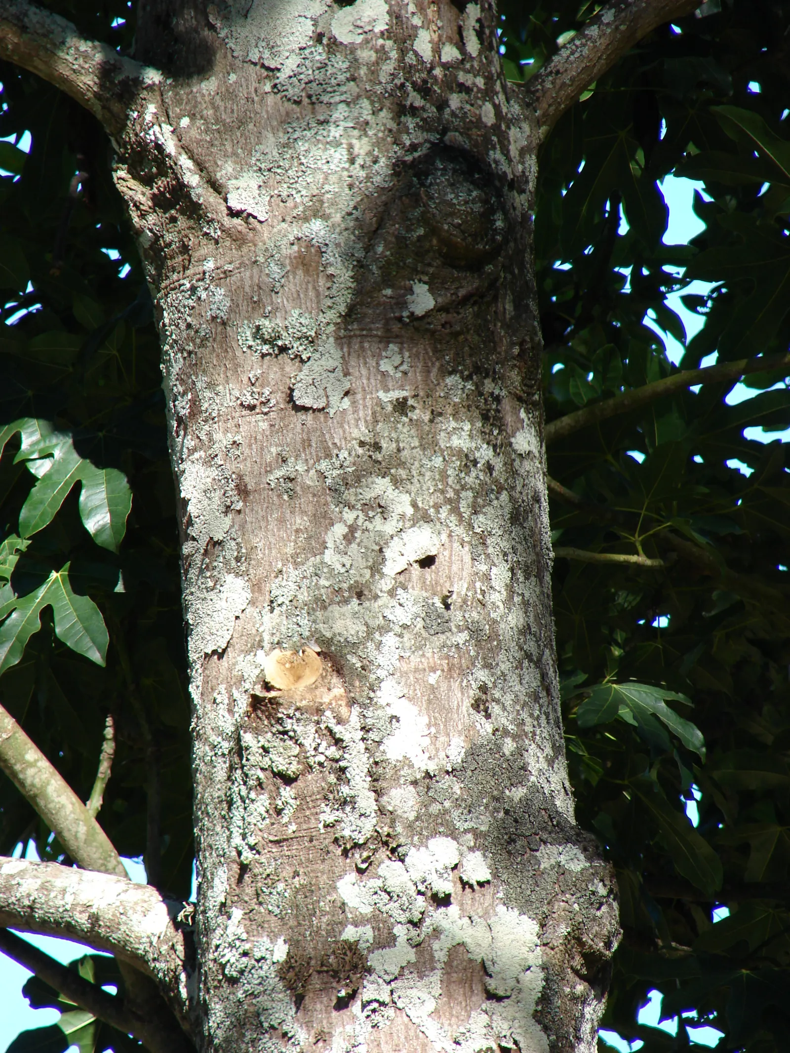 Flame Tree (Brachychiton Acerifolius) — When incorporating this tree into garden designs; its lush green canopy spans roughly 30 feet wide, image 65