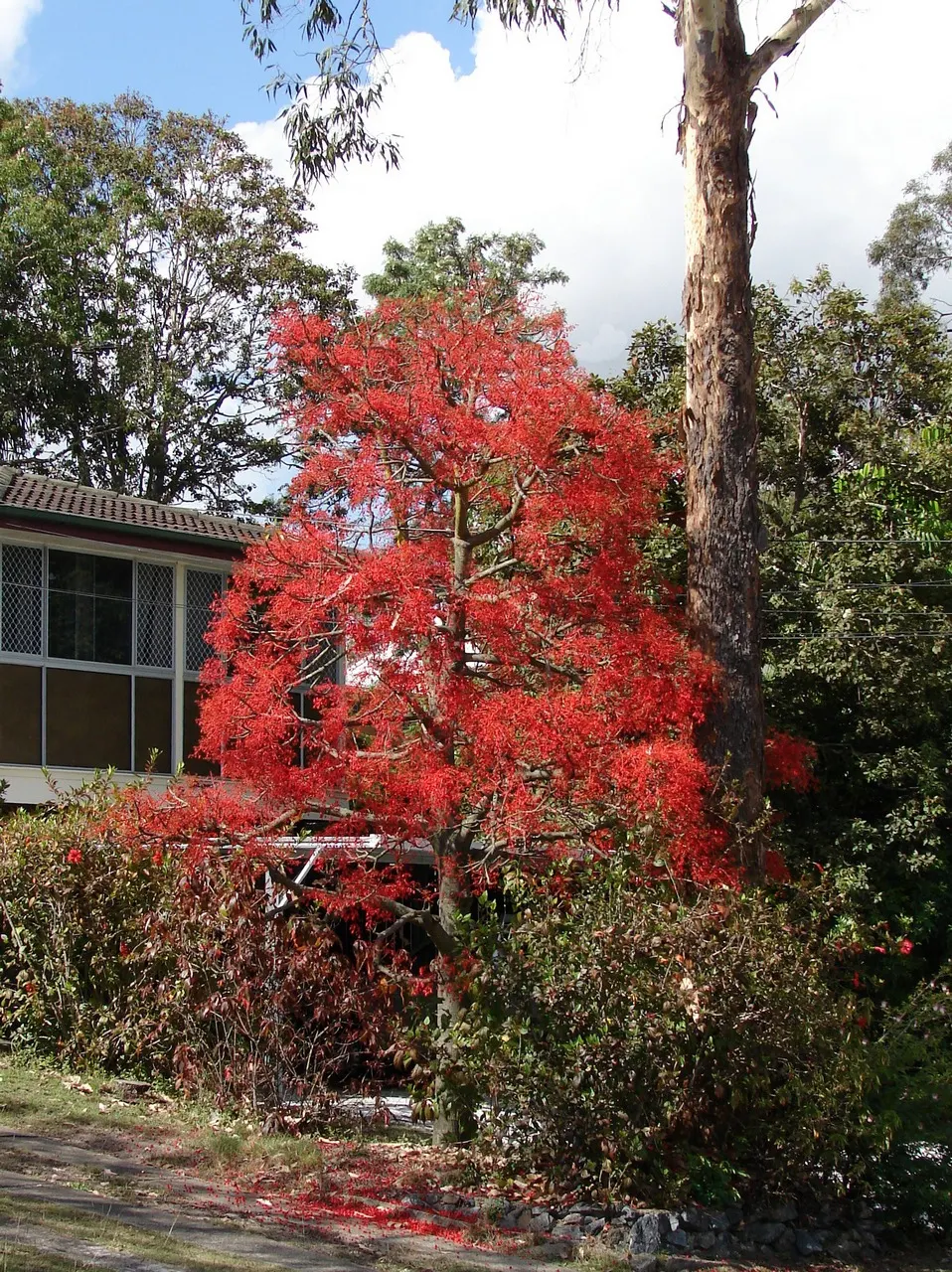 Flame Tree (Brachychiton Acerifolius) — This species is versatile; making it a visually stunning yet low-maintenance choice for temperate landscapes, image 91