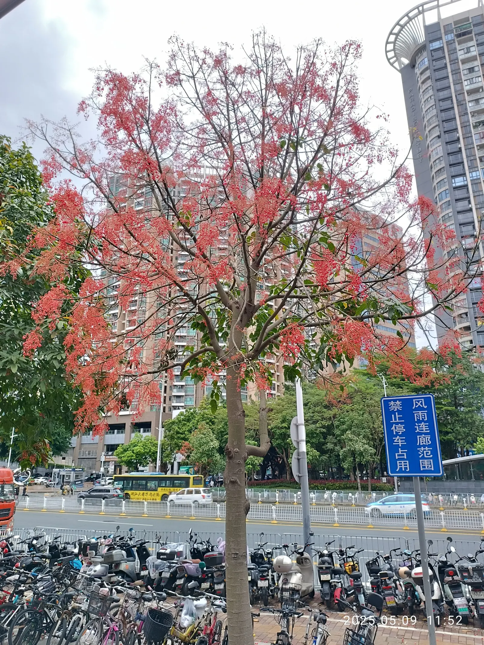 Flame Tree (Brachychiton Acerifolius) — renowned for its fiery scarlet blooms; losing leaves prior to blooming
