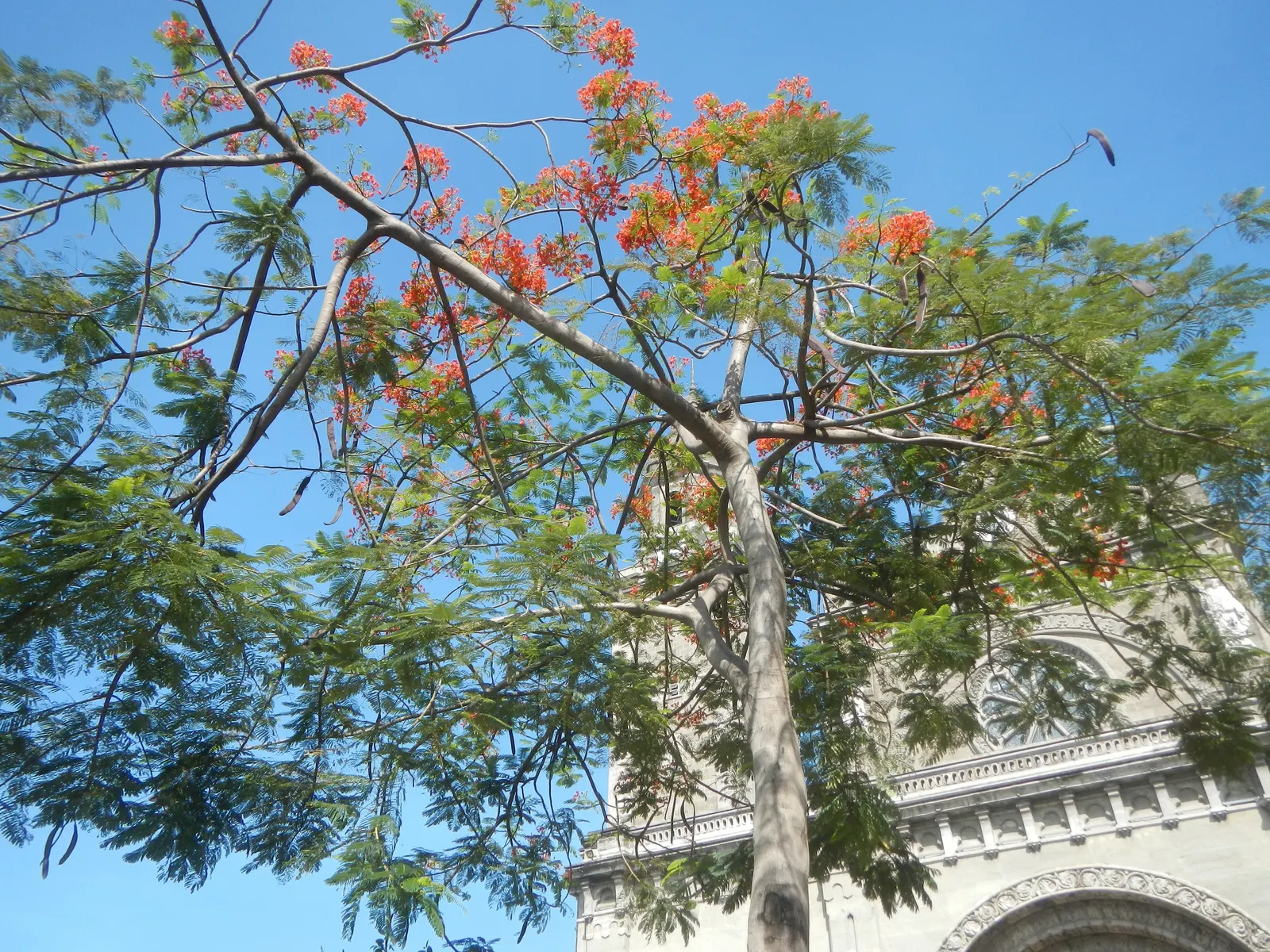 Flame Tree (Brachychiton Acerifolius) — Its lush green canopy spans roughly 30 feet wide; stands as a magnificent specimen within any landscape, image 102