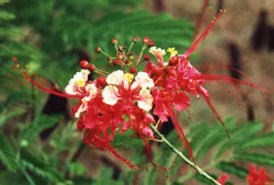 Flame Tree (Brachychiton Acerifolius) — Notable for its vibrant red; emerge once the tree has shed its foliage, image 103