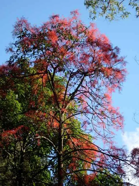 Flame Tree (Brachychiton Acerifolius) — ensure full sun exposure and ample space to accommodate its mature width and height; it requires minimal, image 96