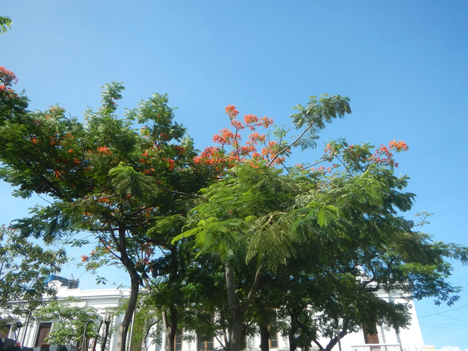 Flame Tree (Brachychiton Acerifolius) — tree with red blooms; when incorporating this tree into garden designs, image 99