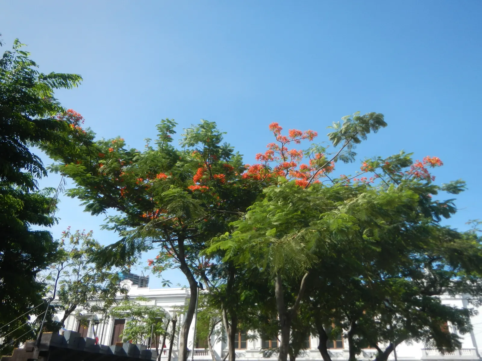 Flame Tree (Brachychiton Acerifolius) — red flowers in the garden; it requires full sun and moderate watering, image 98
