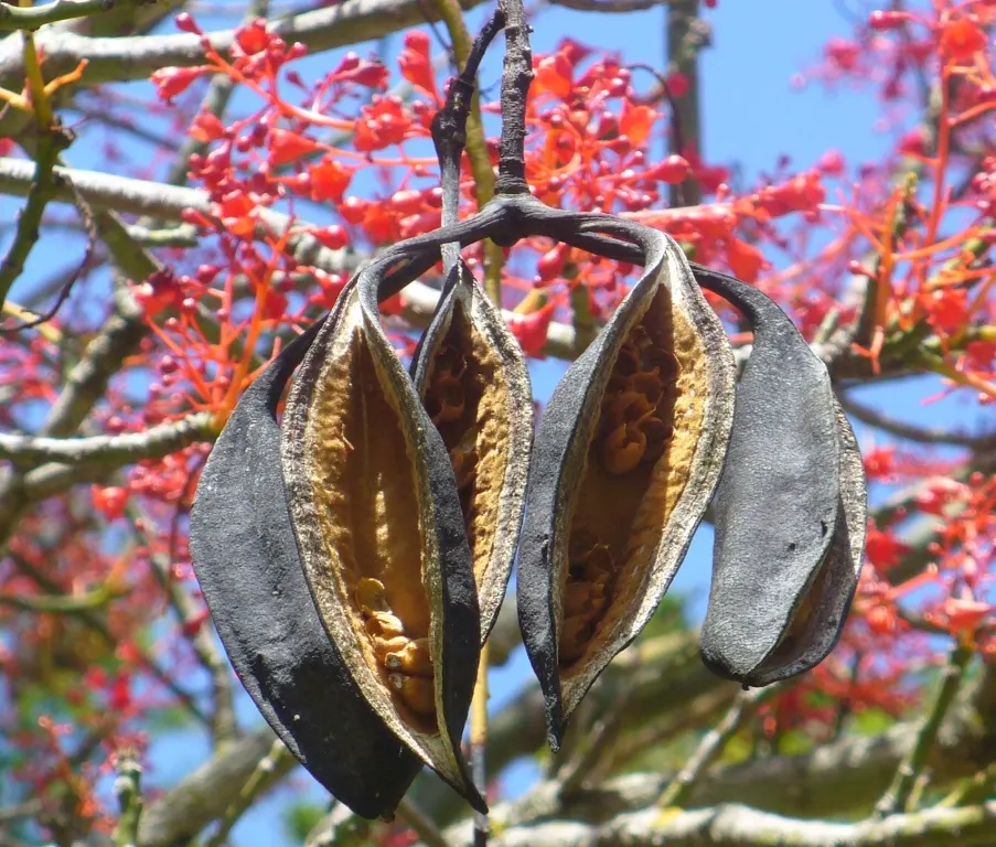 Flame Tree (Brachychiton Acerifolius) — Brachychiton acerifolius, the Flame Tree, strikes an impressive figure reaching up to 50 feet tall, image 101