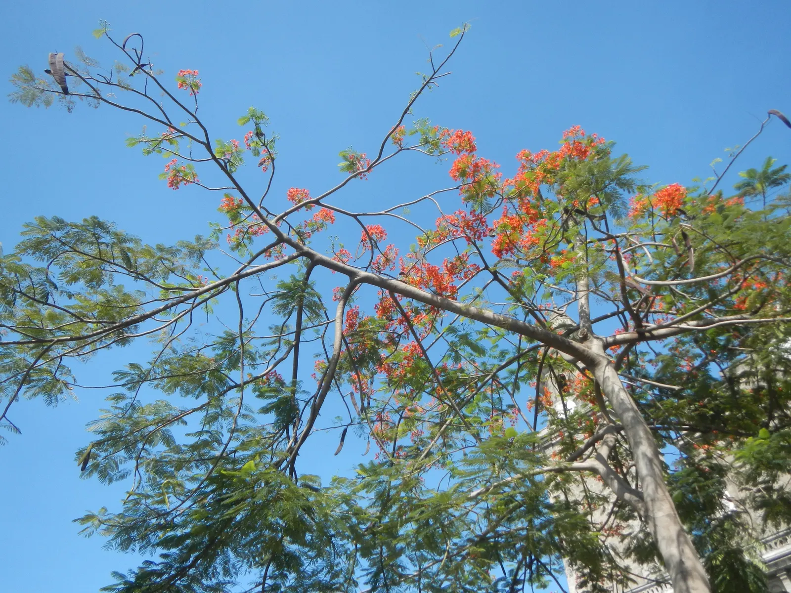 Flame Tree (Brachychiton Acerifolius) — tree for full; ensuring a captivating display that will enchant onlookers for years to come, image 100