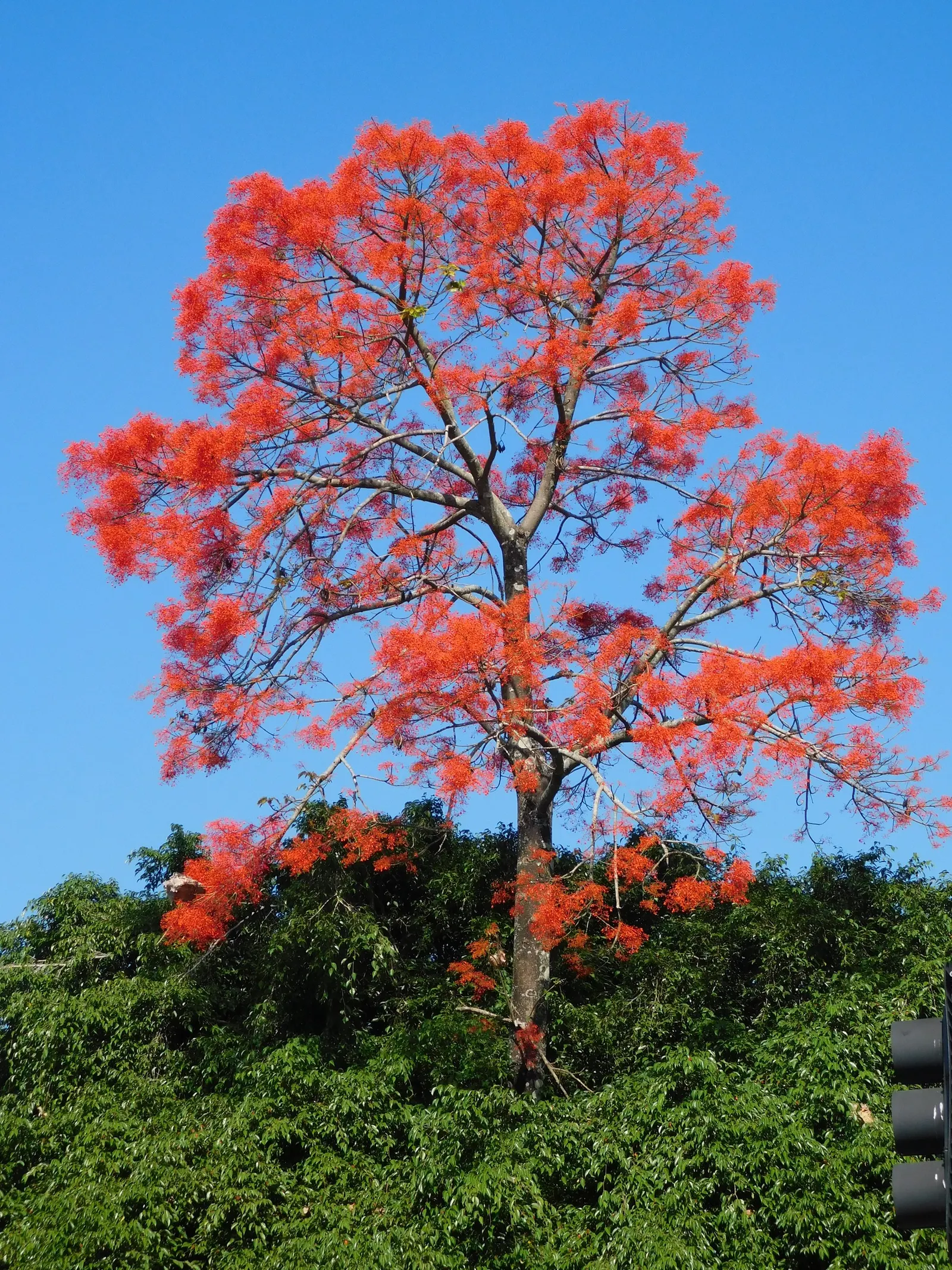 Flame Tree (Brachychiton Acerifolius) — ensuring a captivating display that will enchant onlookers for years to come; brachychiton acerifolius, the, image 97