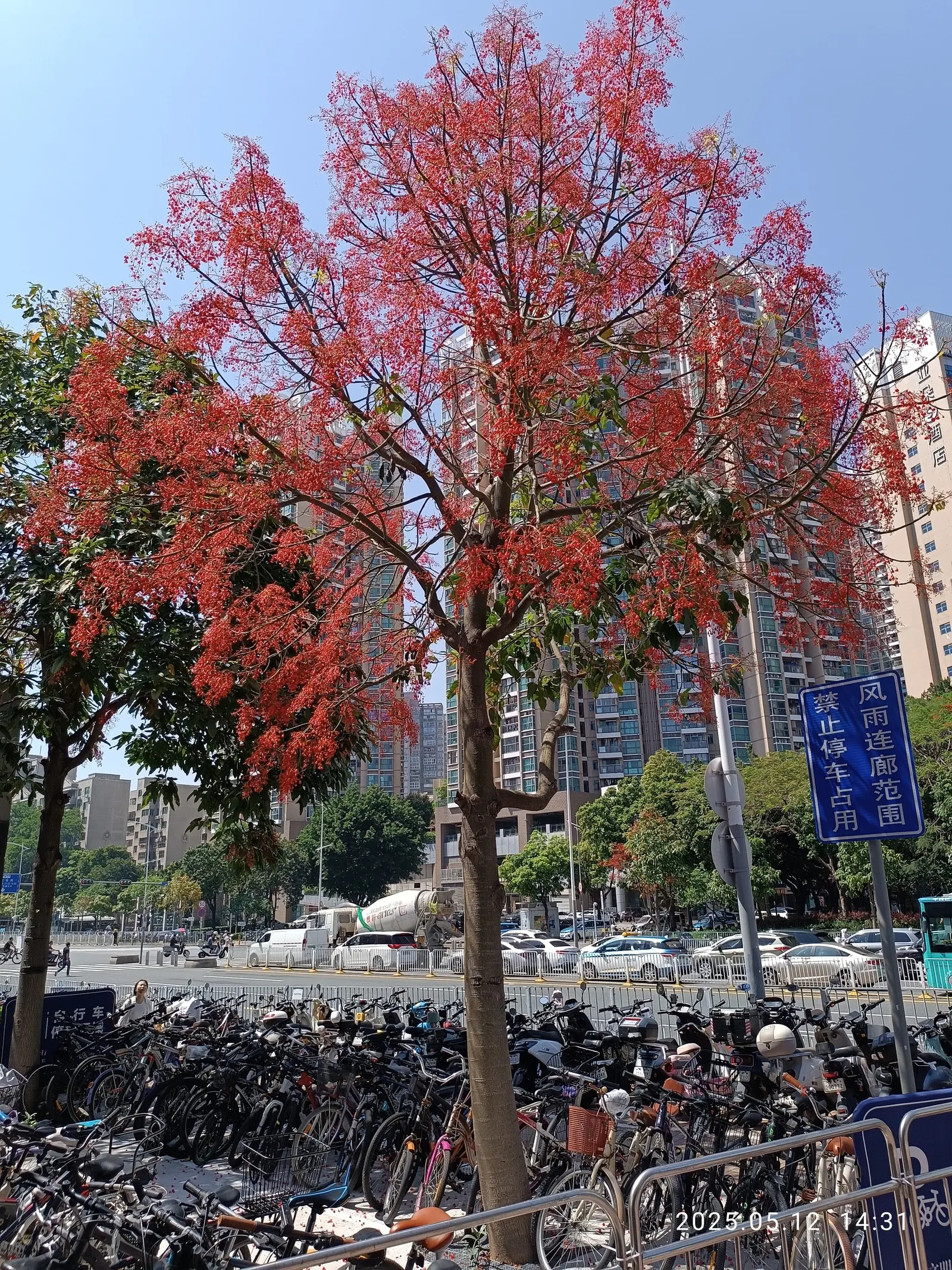 Flame Tree (Brachychiton Acerifolius) — native to the subtropical regions of Australia, image 38