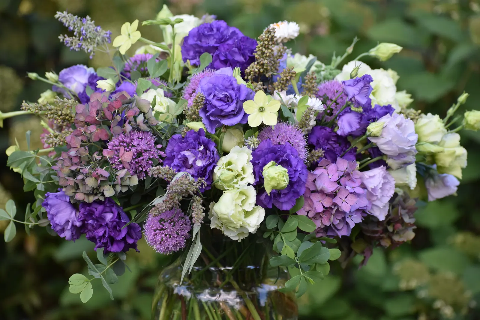 Let's Dance Lovable® Bigleaf Hydrangea (Hydrangea macrophylla) — trim lightly after the first early-summer flowering to preserve its reblooming