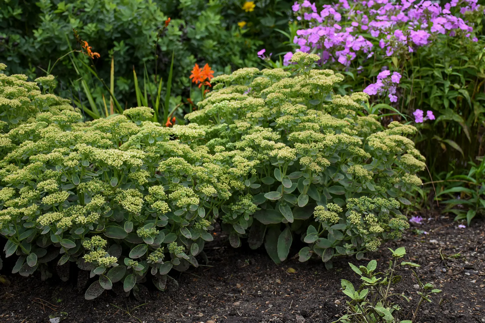 'Lemonjade' Autumn Stonecrop (Sedum hybrid) — a textural filler in sunny containers; best in full sun and poor to average, sharply drained soil, it needs