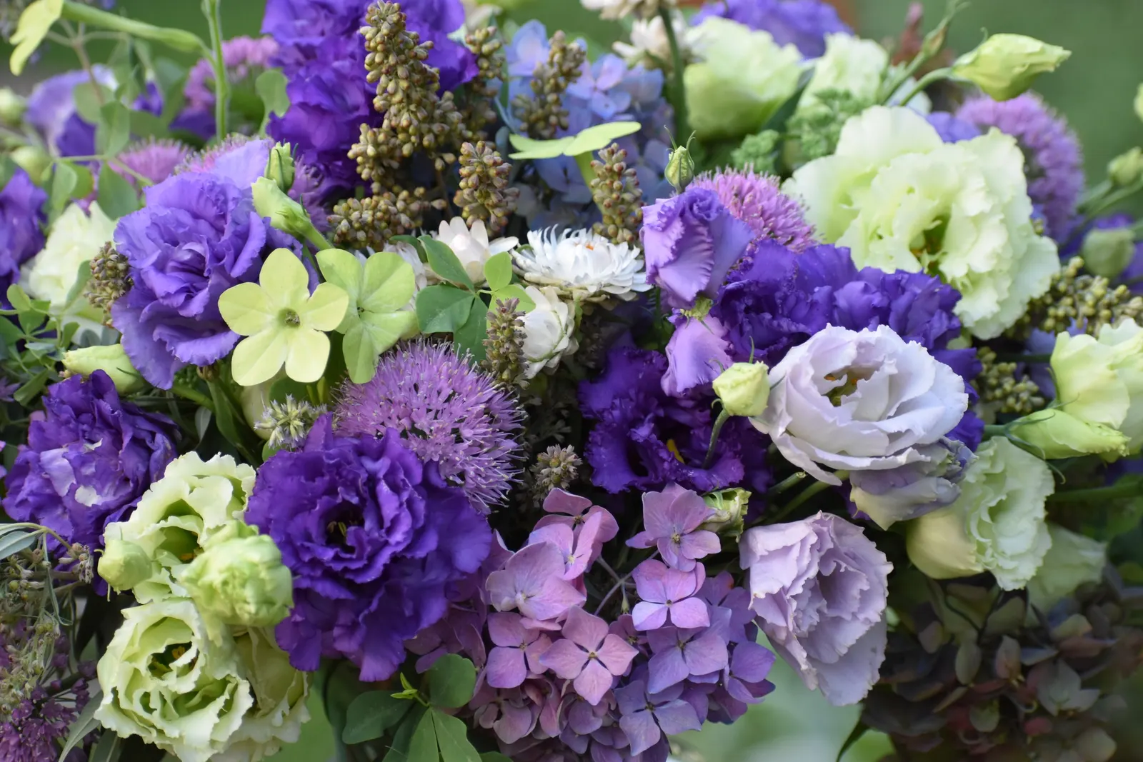 Let's Dance Lovable® Bigleaf Hydrangea (Hydrangea macrophylla) — Part of the Proven Winners® Let’s Dance® series