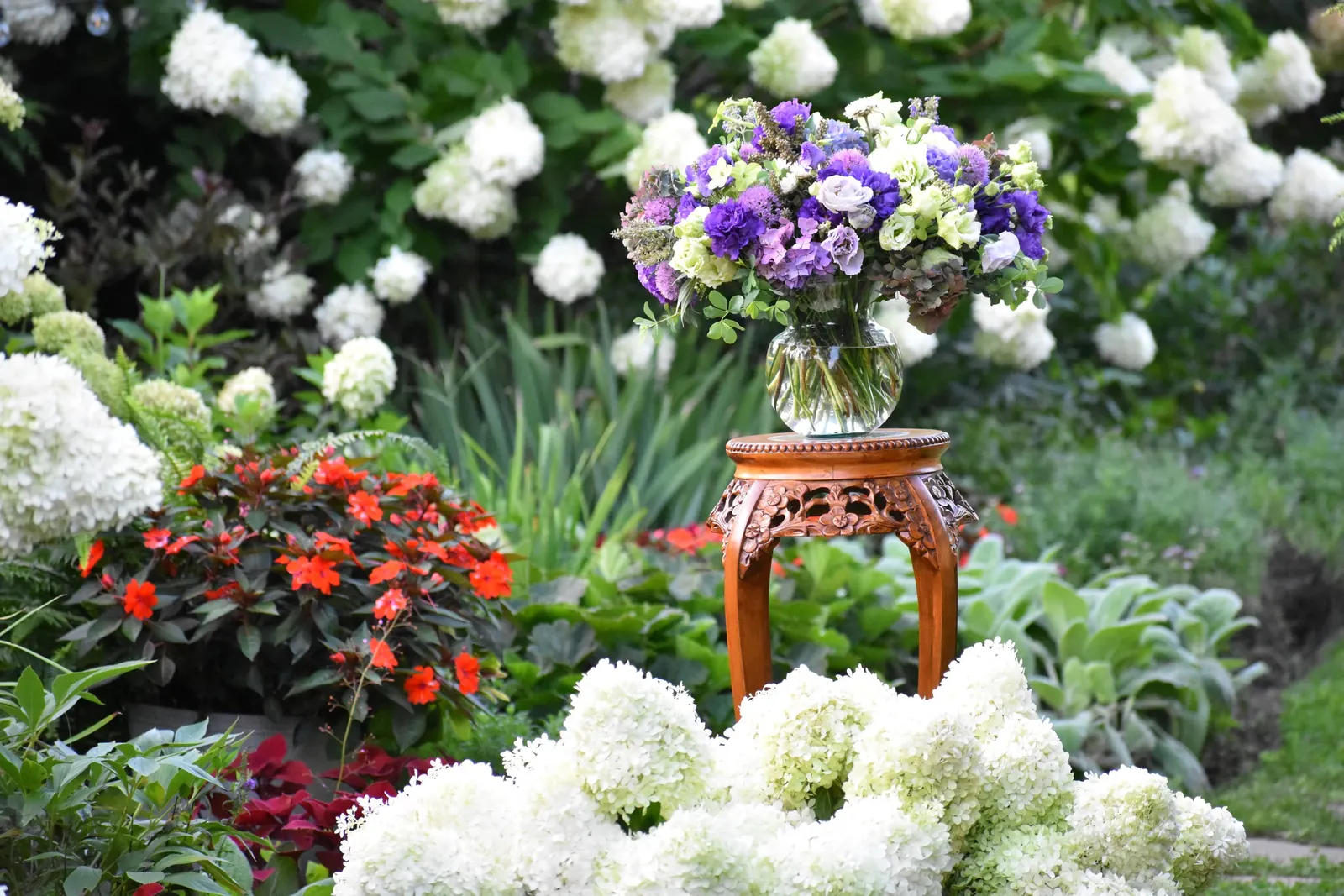 Let's Dance Lovable® Bigleaf Hydrangea (Hydrangea macrophylla) — Depending on soil chemistry; the blossoms shift from vivid pink-purple to rich blue