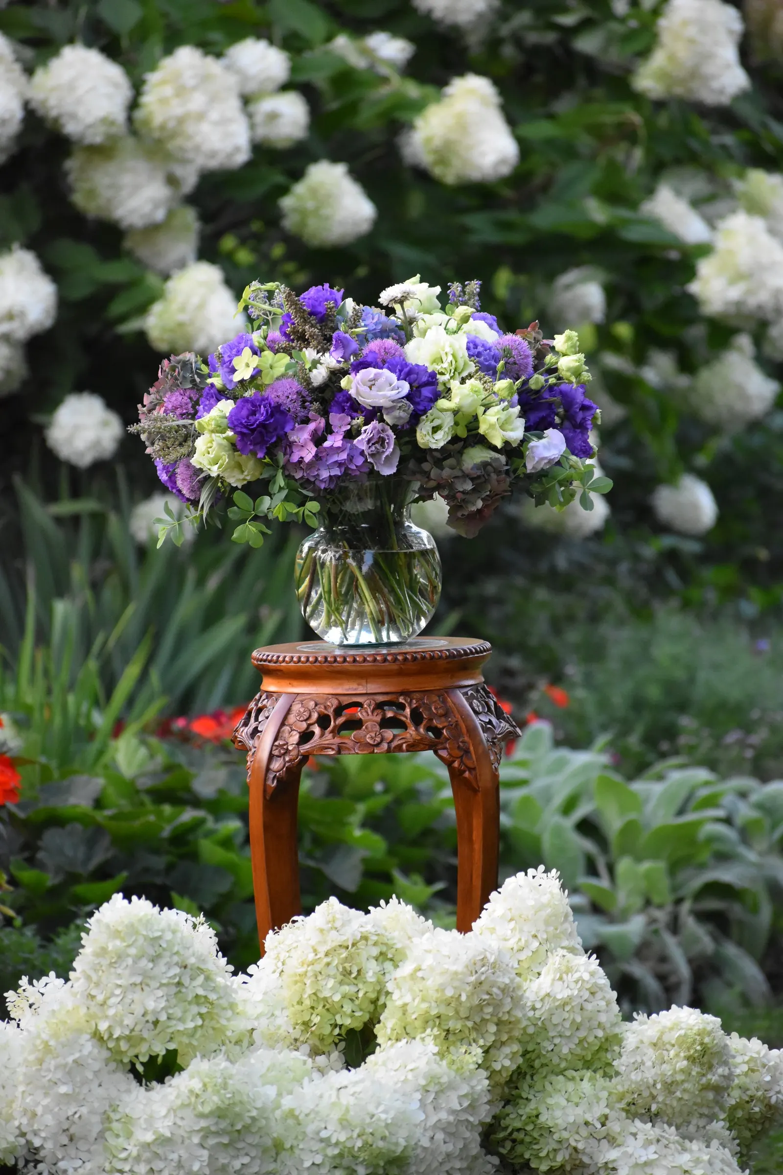 Let's Dance Lovable® Bigleaf Hydrangea (Hydrangea macrophylla) — Soil pH influences bloom color: acidic conditions with available aluminum encourage blue tones
