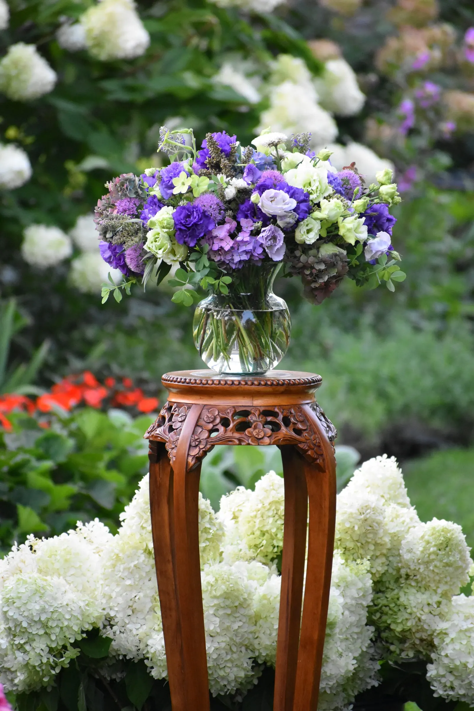 Let's Dance Lovable® Bigleaf Hydrangea (Hydrangea macrophylla) — this hydrangea is wonderfully versatile