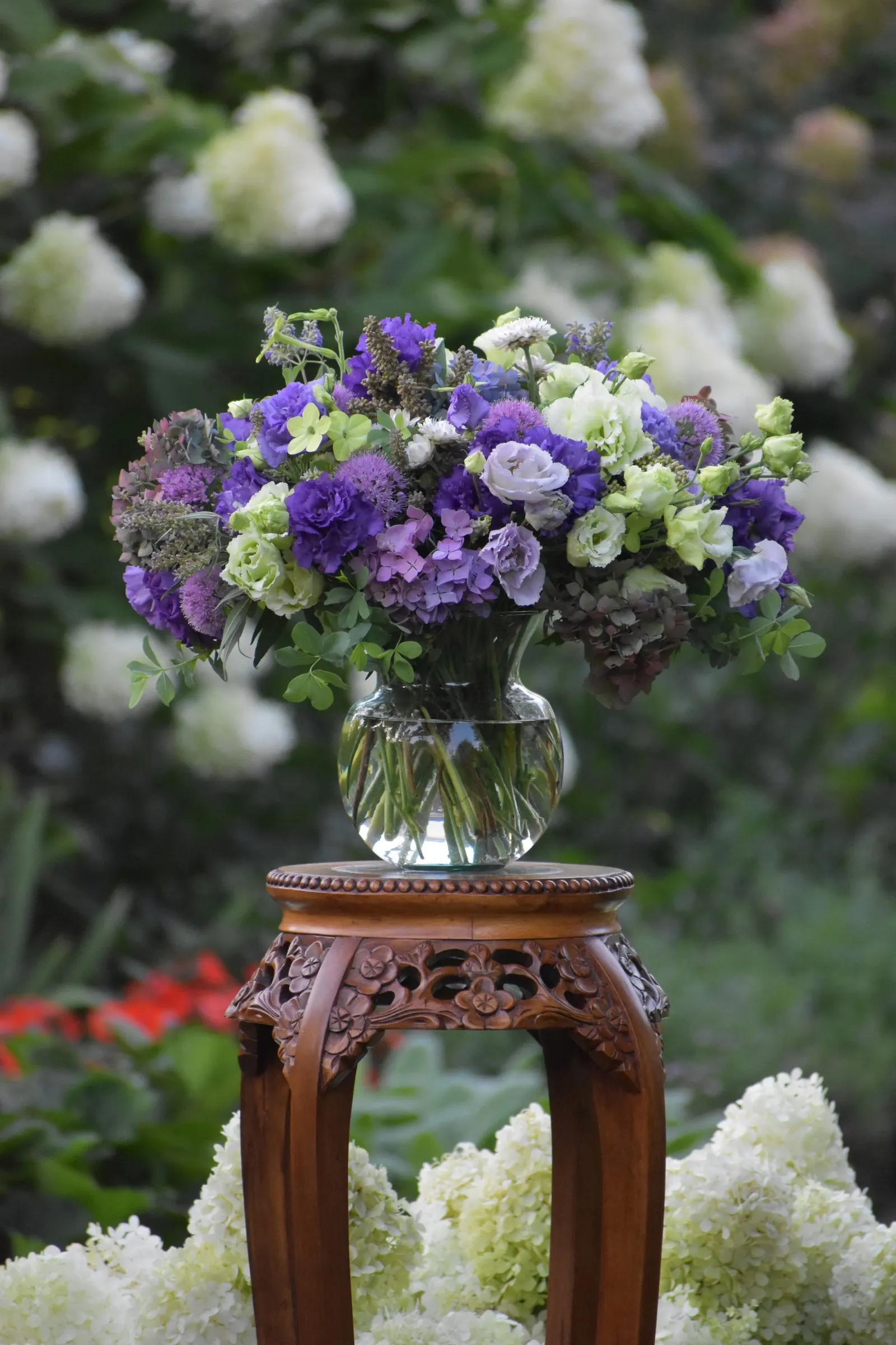 Let's Dance Lovable® Bigleaf Hydrangea (Hydrangea macrophylla) — Plant in part sun to sun with moist; well-drained soil and average