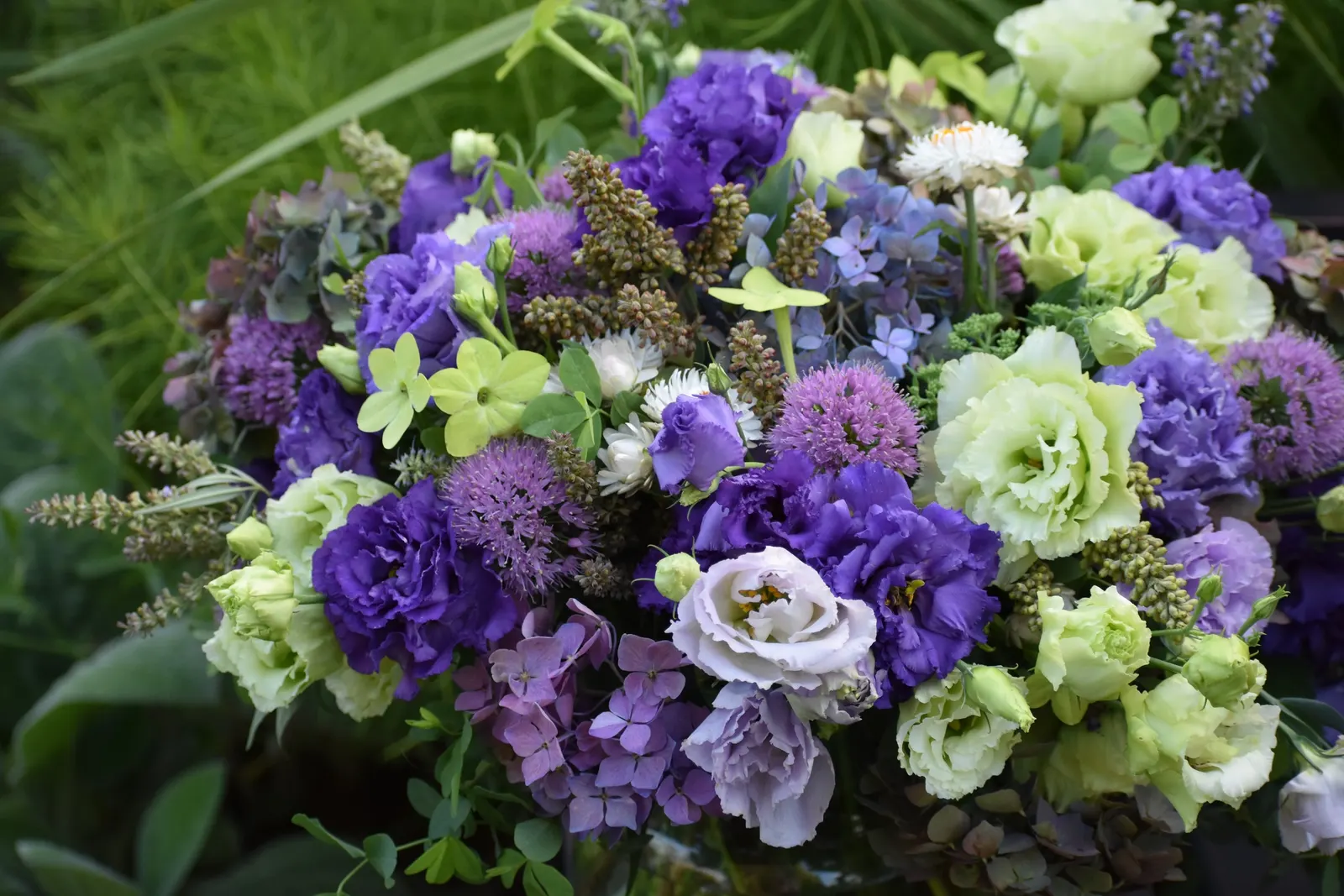 Let's Dance Lovable® Bigleaf Hydrangea (Hydrangea macrophylla) — commonly referred to as Let’s Dance Lovable® Bigleaf Hydrangea; part of the Proven Winners®