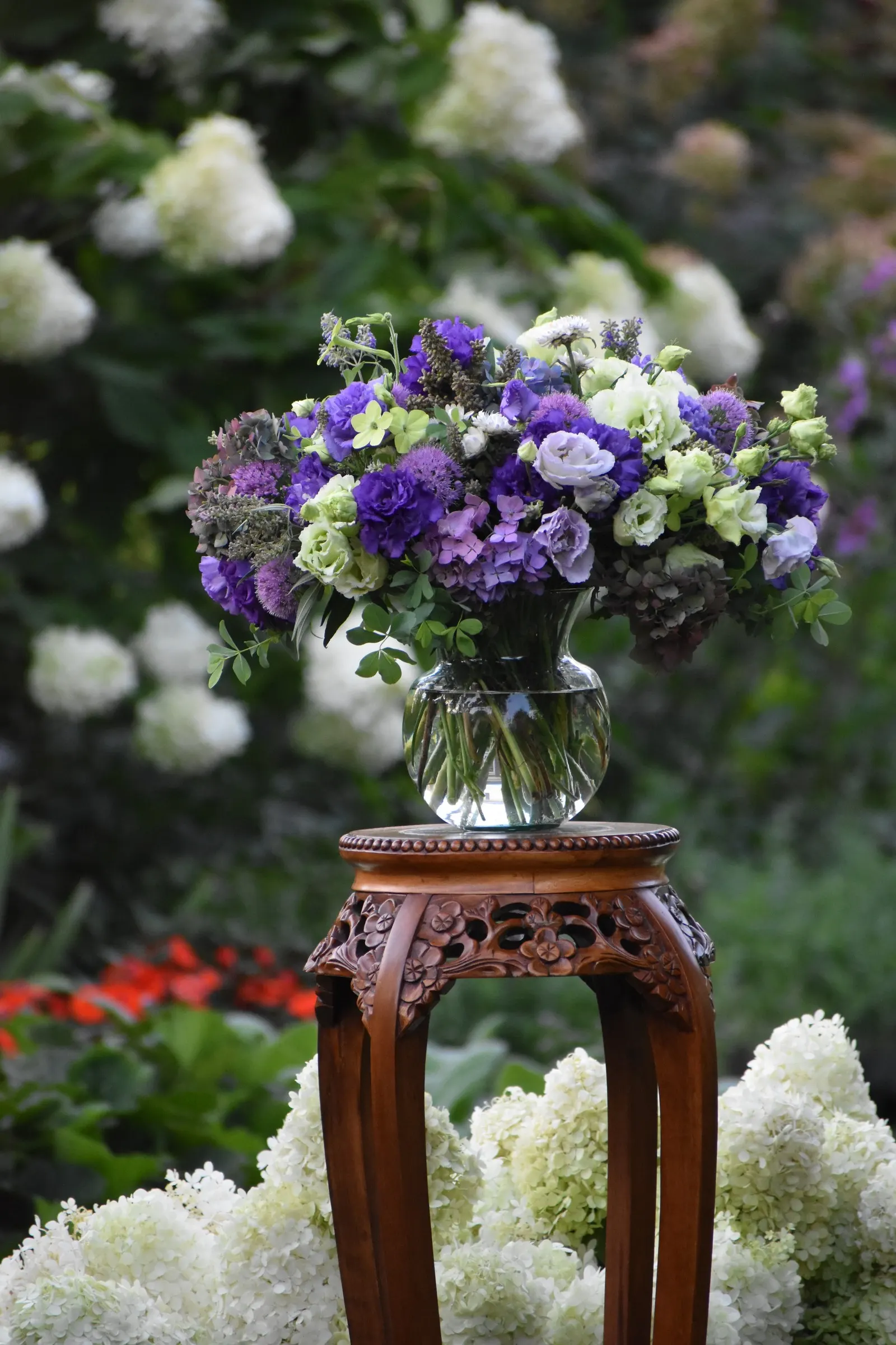 Let's Dance Lovable® Bigleaf Hydrangea (Hydrangea macrophylla) — it is valued for producing flowers on both old and new wood; its substantial blooms are