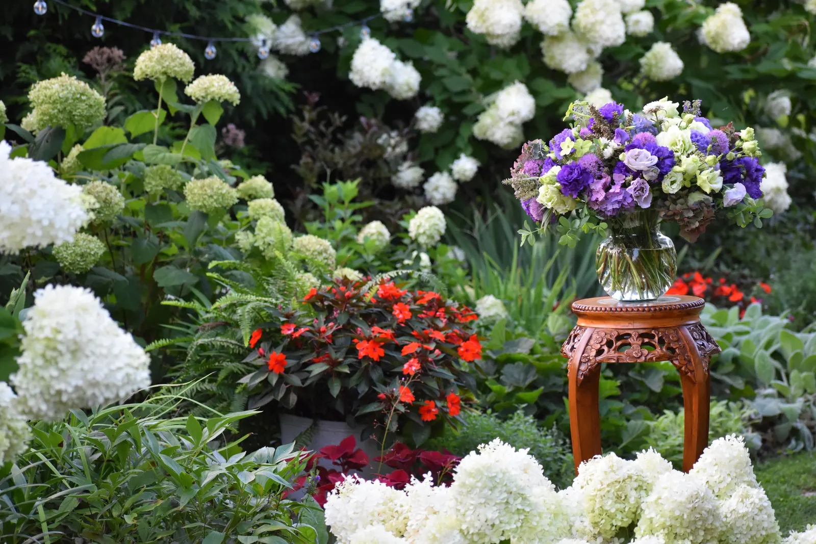 Let's Dance Lovable® Bigleaf Hydrangea (Hydrangea macrophylla) — creating a generous summer display of rounded mophead blooms; the Hydrangea macrophylla 'Let’s