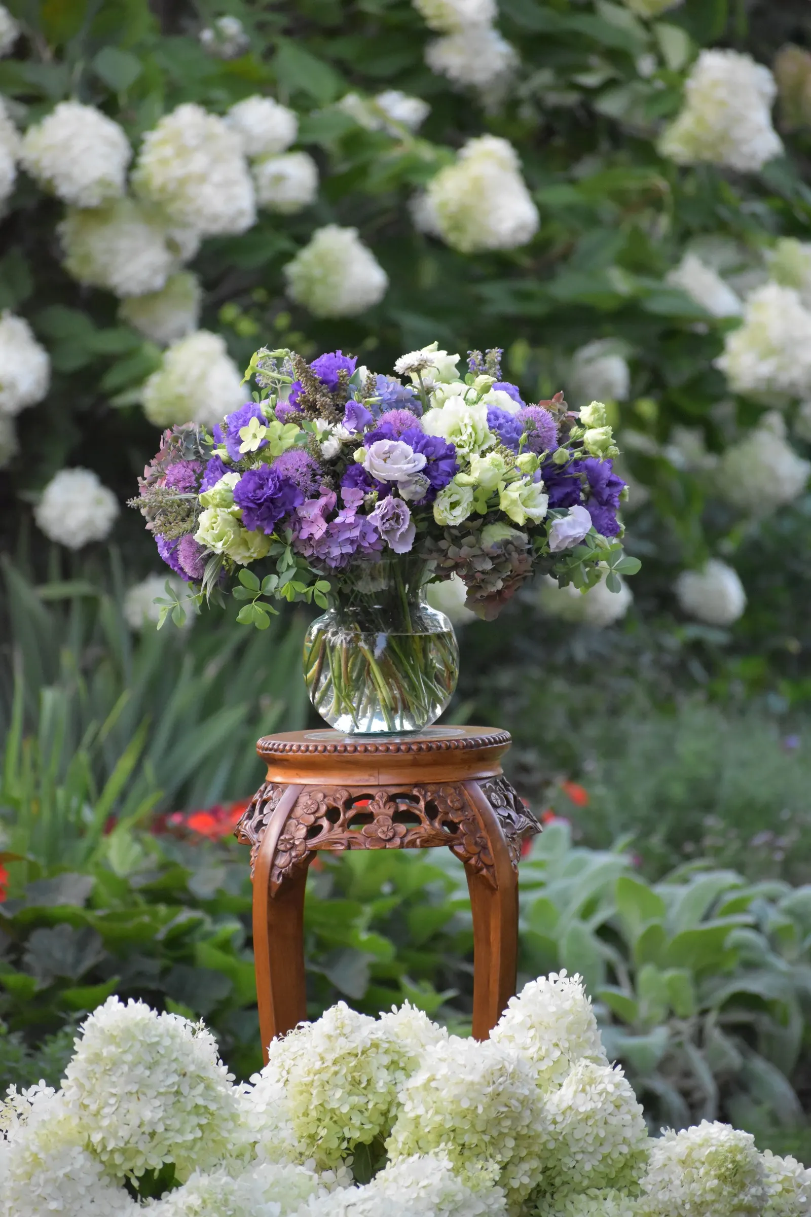 Let's Dance Lovable® Bigleaf Hydrangea (Hydrangea macrophylla) — full presence without overwhelming smaller garden spaces; it matures 36-48 inches tall and wide