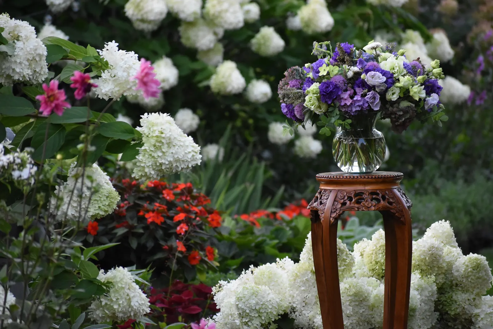 Let's Dance Lovable® Bigleaf Hydrangea (Hydrangea macrophylla) — it is well suited to mixed borders; it is valued for producing flowers on both old and new wood