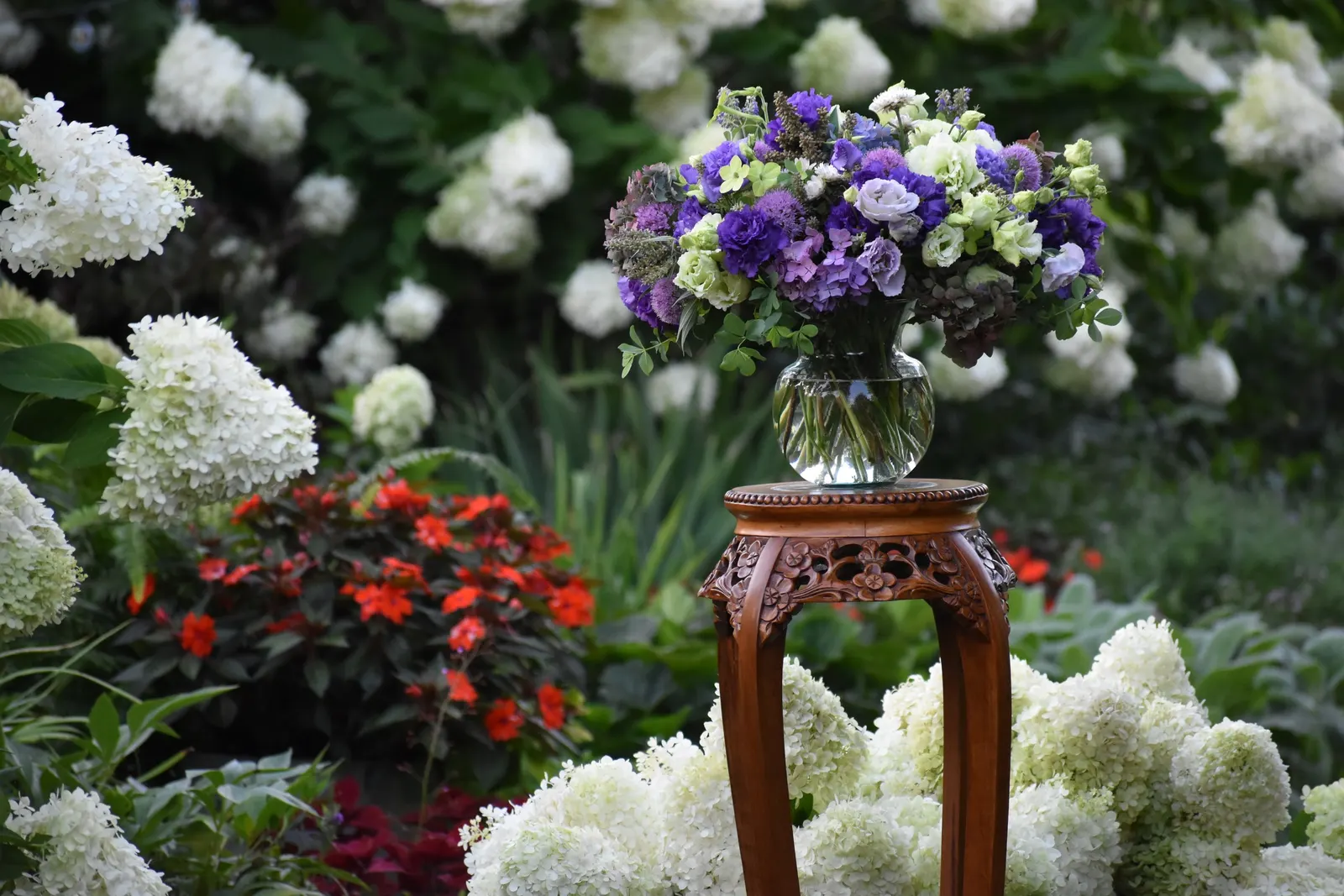 Let's Dance Lovable® Bigleaf Hydrangea (Hydrangea macrophylla) — while container specimens serve as elegant seasonal thrillers near patios