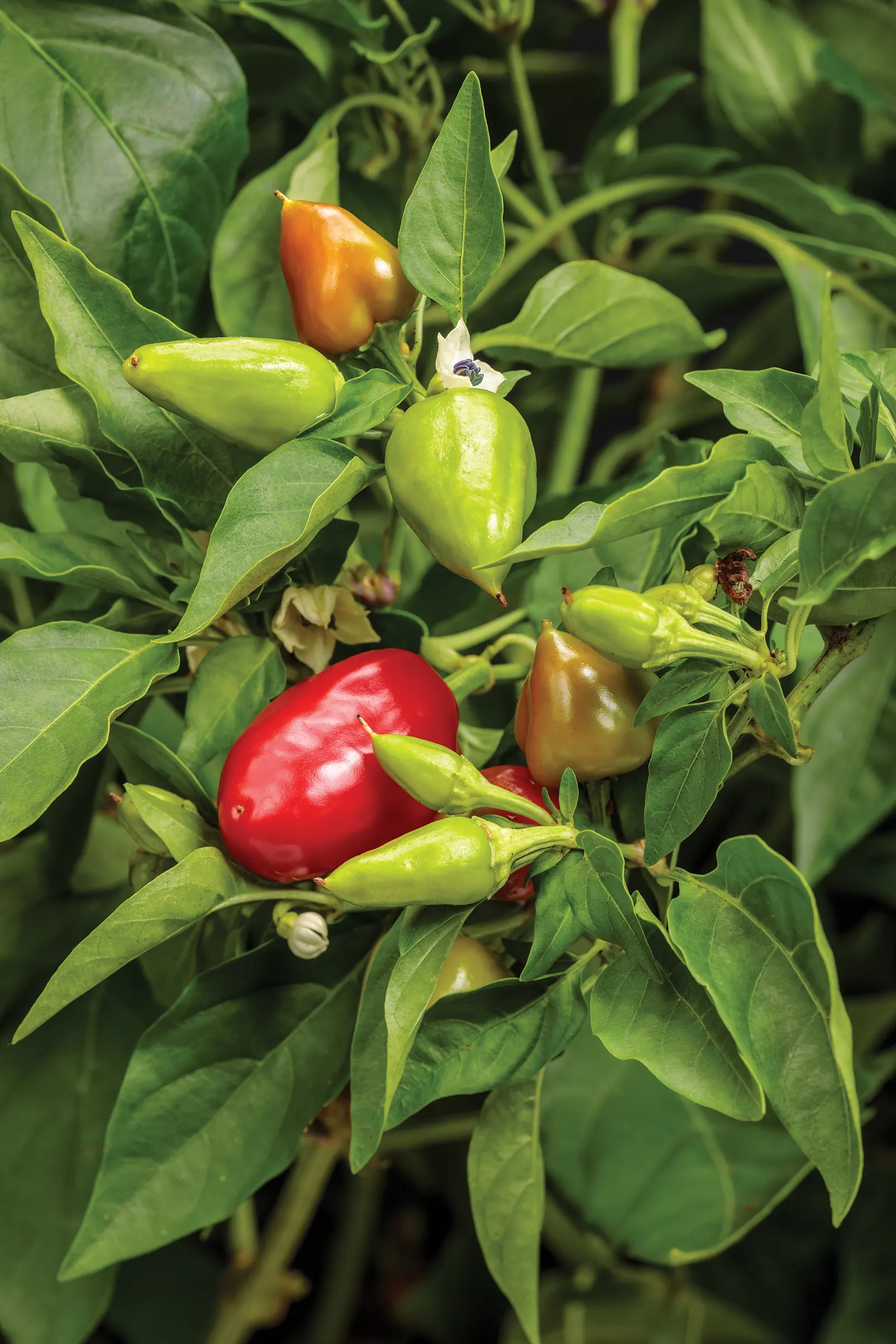 Hot and Heavy Hot Pepper (Capsicum annuum) — commonly referred to as Hot and Heavy Hot Pepper