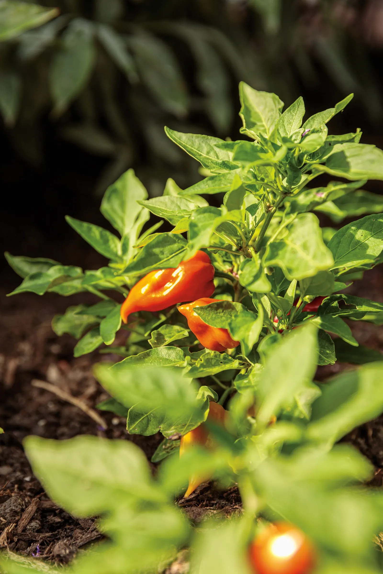 Hot and Heavy Hot Pepper (Capsicum annuum) — Hardy in USDA Zones 10a-11b